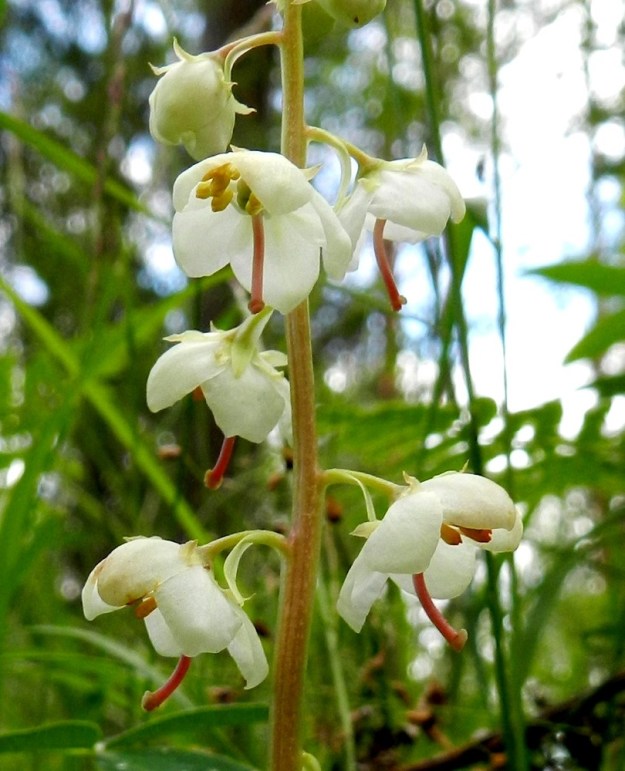 Pyrola rotundifolia subsp. rontundifolia - isotalvikin subsp. etelänisotalvikin kukat ovat perällisiä ja tukilehdellisiä. Kukkaperä on noin 4-7 mm pitkä ja kaareva. Tukilehti on suikeahko ja valkoinen, vihertävä tai punertava sekä noin 4-10 mm pitkä. EH, Hämeenlinna, Majalahti, Louhoksentien laitametsä, 28.6.2012. Copyright Hannu Kämäräinen.