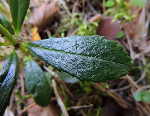 Chimaphila umbellata - (kangas)sarjatalvikin lehdet ovat jäykät, nahkeat ja kaljut Lapa on kapean vastapuikea, pyöreähkö- tai lyhyesti suippopäinen. Tyvi on kiilamaisesti kapeneva ja kärkiosa hammaslaitainen. Yläpinta on tummanvihreä ja kiiltävä. Lehtilapa on tavallisesti noin 20-40 mm pitkä ja leveimmältä kohtaa noin 7-15 mm leveä. EH, Hattula, Takajärvi, järven pohjoispuoli, Lintusaaren koillispuolinen harju, 23.7.2014. Copyright Hannu Kämäräinen.