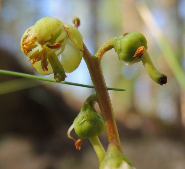 Pyrola chlorantha - keltatalvikin teriö on vihertävänvalkoinen, lähes valkoinen tai suomalaisen nimensä mukaisesti vaaleankellertävä, kuten kuvassa. Valaistus myös vaikuttaa väriaistimukseen. Heteitten ponnet ovat noin 2 mm pitkät. Ne avautuvat ponnenpuoliskojen kärkiaukon kautta. Verhiö on tavallisesti vihreä ja viisiliuskainen. Liuskat ovat leveän kolmiomaiset, nirhalaitaiset ja noin 1,5 mm pitkät. Sikiäimestä paisuva kota on pyöreä, viisilokeroinen ja yleensä noin 5-6 mm leveä. Sen kärjessä pysyy loppuun asti emin kuivunut vartalo. Kuvassa sikiäimet ovat vasta kehittymässä kotavaiheeseen. EH, Hämeenlinna, Hangasmäki, Hangaskallion eteläpuoli, kangasmetsässä kulkevan Tervasaarentien laitametsä, 28.6.2013. Copyright Hannu Kämäräinen.
