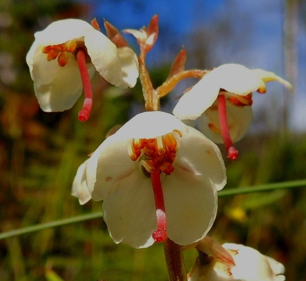 Pyrola rotundifolia subsp. norvegica - isotalvikin subsp. pohjanisotalvikin kukan heteet avautuvat ponnenpuoliskojen kärkiaukon kautta. Sikiäin on vihreä, viisilohkoinen ja pyöreä. Emin vartalo luotteineen on punainen tai kellanpunainen, käyrä ja alaspäin taipunut sekä useimmiten noin 6-8 mm pitkä. EnL, Enontekiö, Kilpisjärvi, Saanan lounainen alarinne lehtojensuojelualueen lounaispuolella, Käsivarrentieltä (21) loivasti Saanaa kohti nouseva tunturikoivikkorinne, 505 m mpy, 16.7.2013. Copyright Hannu Kämäräinen.