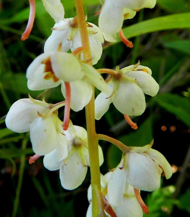 Pyrola rotundifolia subsp. rontundifolia - isotalvikin subsp. etelänisotalvikin kukan verhiö on lähes valkoinen, vaaleanvihreä tai punertava ja noin 3,5-4 mm pitkä sekä kärjestään syvään viisiliuskainen. Liuskat ovat kapean kolmiomaiset, pitkäsuippuisen teräväkärkiset ja noin 2,5-3 mm pitkät sekä tyveltään enintään noin 1 mm leveät. EH, Hämeenlinna, Hattelmala, 10-tien ojaluiska metsän laiteessa, 30.6.2011. Copyright Hannu Kämäräinen.