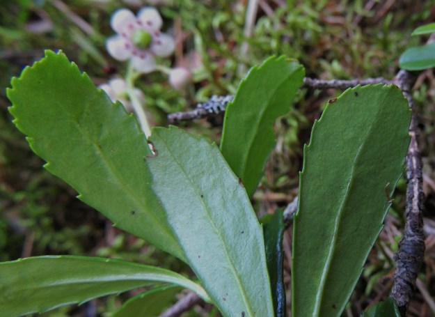 Chimaphila umbellata - (kangas)sarjatalvikin lehtilavan alapinta on yläpuolta vaaleamman vihreä tai harmaanvihreä ja himmeä. Keskisuoni on koholla. Lehtilaita on usein hiukan alaspäin kiertynyt. EH, Hattula, Takajärvi, järven pohjoispuoli, Lintusaaren koillispuolinen harju, 23.7.2014. Copyright Hannu Kämäräinen.