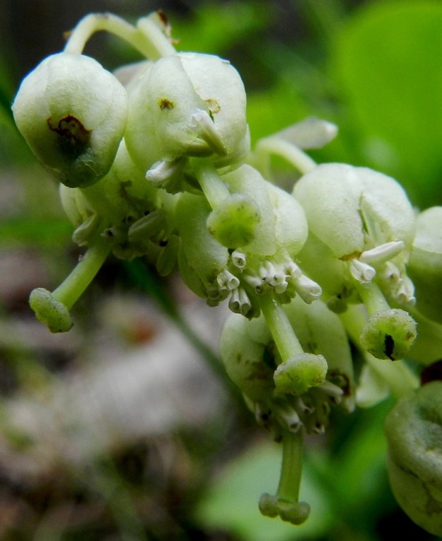 Orthilia secunda - nuokkutalvikin heteiden ponnet avautuvat laajan kärkiaukon kautta. Jos hyönteispölytys ei toteudu, pitkän ja tukevan emin vartalon päässä oleva kookas, pyöreä ja levymäinen luotti ottaa vastaan varisevaa siitepölyä. EH, Hämeenlinna, Hangasmäki, Hangaskallion eteläpuoli, kangasmetsä Tervasaarentien varressa, 5.7.2012. Copyright Hannu Kämäräinen.