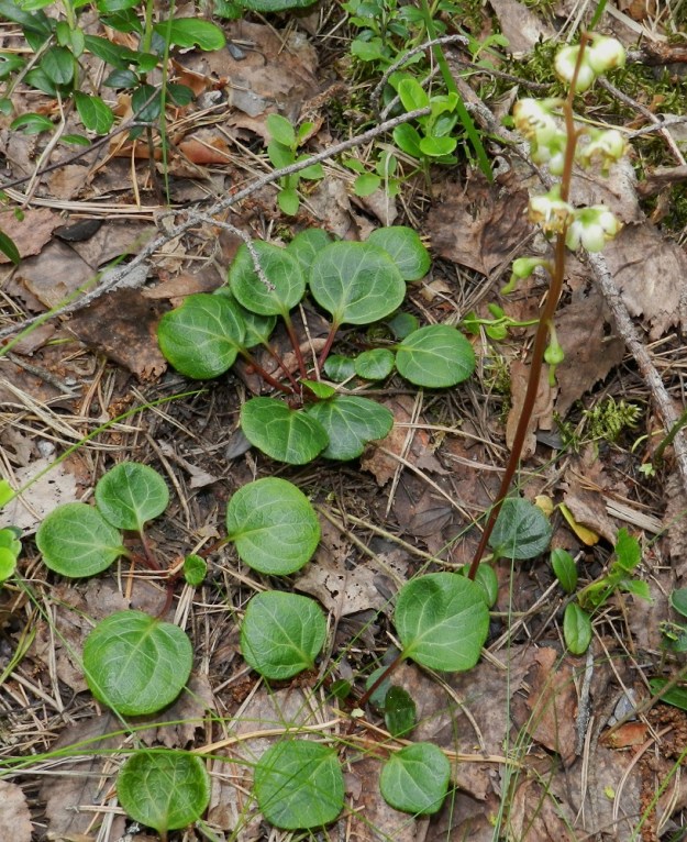 Pyrola chlorantha - keltatalvikin maarönsyihin kasvavat lehtiruusukkeet kasvattavat kukkavarren vasta tulevina vuosina. Siinä vaiheessa osa talvehtivista lehdistä on jo karsiutunut ja jäljellä on tavallisesti vain muutama lehti, kuten kuvastakin on nähtävissä. Keltatalvikin lehtien on aika osuvasti sanottu näyttävän leipälapiomaisilta pitkän ruotinsa ja pyöreän lapansa vuoksi. EH, Hämeenlinna, Hangasmäki, Hangaskallion eteläpuoli, kangasmetsässä kulkevan Tervasaarentien laitametsä, 5.7.2012. Copyright Hannu Kämäräinen.