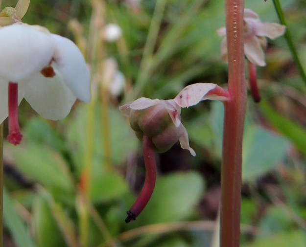 Pyrola rotundifolia subsp. norvegica - isotalvikin subsp. pohjanisotalvikin hedelmä on nuokkuva, pyöreä, viisilokeroinen kota, joka on yleensä noin 5-7 mm leveä ja noin 4-5 mm korkea. Sen kärjessä pysyy loppuun asti emin kuivunut vartalo. Myös verhiö säilyy kodan juurella pitkään. EnL, Enontekiö, Kilpisjärvi, Saanan jyrkkä lounaisrinne ensimmäisen, matalan kallioseinämän alapuolella, tunturikoivikko retkeilykeskuksen kohdalla, luonnonsuojelualue, 560 m mpy, 16.7.2013. Copyright Hannu Kämäräinen.