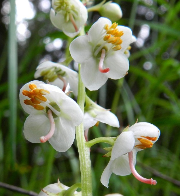 Pyrola rotundifolia subsp. rontundifolia - isotalvikin subsp. etelänisotalvikin teriö on avoimen kellomainen, valkoinen ja tavallisesti noin 8-13 mm leveä sekä säteittäisesti viisiterälehtinen. Terälehdet ovat pyöreänsoikeat, tavallisesti noin 4-6 mm pitkät ja leveimmältä kohtaa noin 3-5 mm leveät. Heteitä on kymmenen. Ne suuntautuvat ylöspäin eivätkä juurikaan ulkone kukasta. Heteet ovat ponsineen noin 5-7 mm pitkät. Emin vartalo luotteineen on punainen tai kellanpunainen, käyrä ja alaspäin taipunut sekä useimmiten noin 6-8 mm pitkä. EH, Ruovesi, Siikakangas, Röykkeenneva, pienen lähteikkösuon laita, 1.7.2011. Copyright Hannu Kämäräinen.