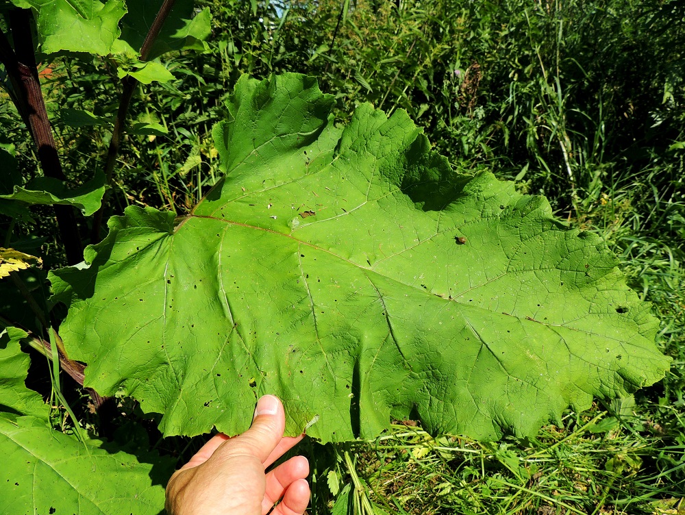 Arctium lappa - isotakiaisen ruusuke- ja aluslehtien lapa on yleensä leveänpuikea, syvään herttatyvinen ja kärkeä kohti suippeneva sekä kärjestään pyöristynyt. Lehtilaita on poimuinen ja matalasti aaltoreunainen tai nirhainen sekä epäsäännöllisesti pieni- ja terävähampainen. Yläpinta on vihreä ja nystyinen mutta muuten kaljuhko. Pituutta ruusuke- ja aluslehtien lavalla on yleensä noin 30-55 cm ja leveyttä leveimmältä kohtaa noin 25-45 cm (kuvan lehti on noin 50 cm pitkä ja noin 35 cm leveä). EH, Hämeenlinna, Kankaantausta, Rapamäen länsipuoli, kohti harjua nousevan Päivämäentien viereinen niitty, 21.7.2014. Copyright Hannu Kämäräinen.