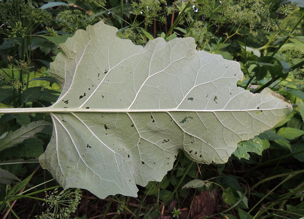 Arctium minus - pikkutakiaisen ruusuke- ja aluslehtien alapinta on peittävästi harmaan huopakarvainen. Pituutta lehtilavalla on yleensä noin 20-35 cm ja leveyttä leveimmältä kohtaa noin 15-23 cm. EH, Iitti, Radansuu, Urajärven länsirannalla oleva Radansuun kartano, rantasaunan viereinen ruohikko, 1.8.2015. Copyright Hannu Kämäräinen.