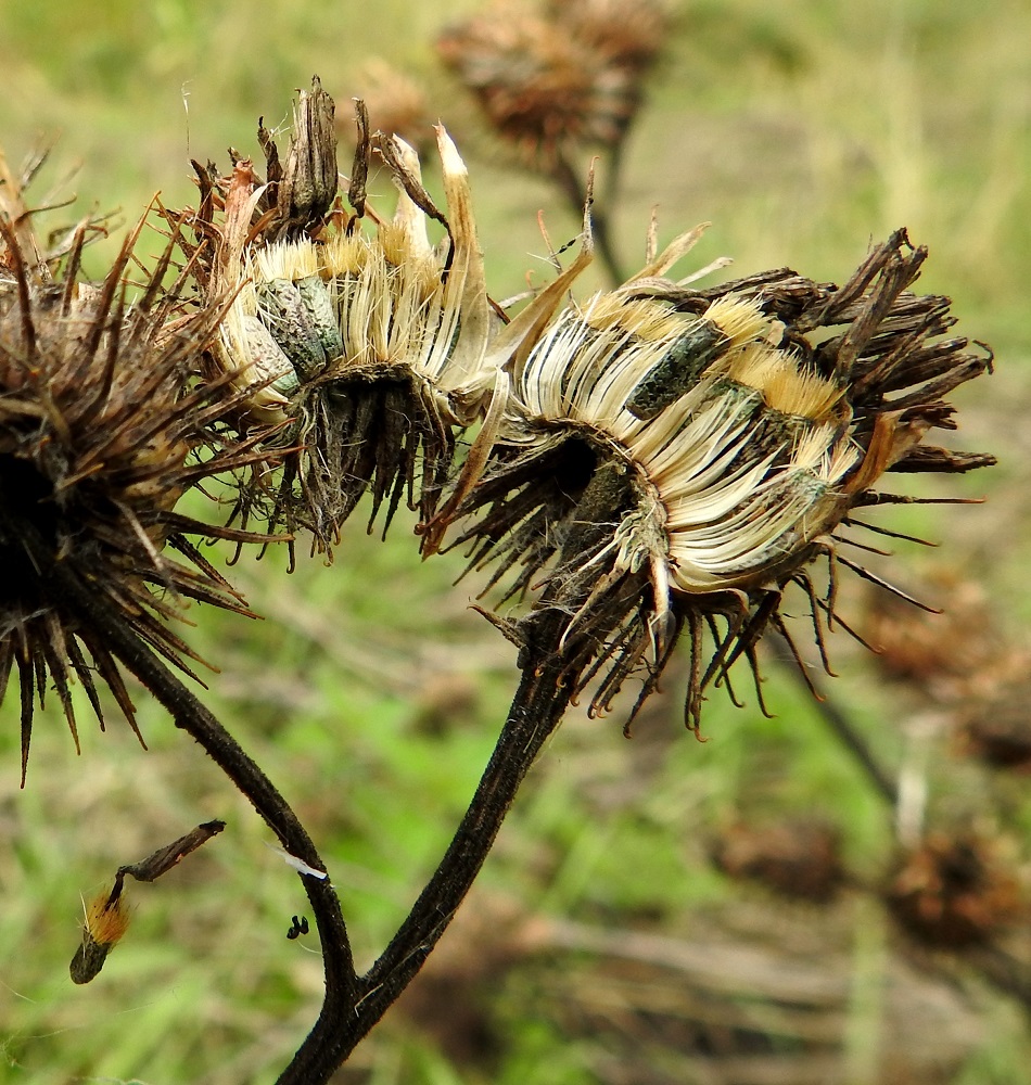 Arctium tomentosum - seittitakiaisen hedelmä on lähes lieriömäinen tai keskeltä pulleampi ja hieman käyrä sekä vihertävänharmaa tai -ruskea pohjuspähkylä, joka on tavallisesti noin 5-6 mm pitkä. Sen kärjessä säilyy jonkin aikaa löyhästi kiinnittynyt, kellertävä ja sukaskarvoista muodostunut pappus, joka on kehräkukan verhiön muutunnainen. Avatussa mykerössä näkyvät lähes valkoisina myös kukkien vaaleat, isolta osaltaan pitkittäisesti liuskaiset ja noin 5-6 mm pitkät tukisuomut. Kuvan vasemmassa alakulmassa näkyy tipahtava pähkylä, jonka kärjessä on verhiön muutunnaisen lisäksi myös kuihtunut teriö. EH, Hämeenlinna, Loimalahti, Sampo, Sammonojan laitaniitty, 16.8.2021. Kuva Hannu Kämäräinen.