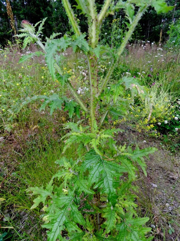 Carduus crispus - kyläkarhiaisen varsilehdet ovat kierteisesti. Alemmat ovat ruodilliset ja ylemmät ruodittomat. Ne ovat tavallisesti noin 5-15 cm pitkät ja leveimmältä kohtaa noin 1,5-5 cm leveät. Haarojen ylemmät lehdet ovat tätä pienemmät. EH, Hämeenlinna, Hattelmala, Moreeni, Painokangas, Orsitien laita, 17.7.2012. Copyright Hannu Kämäräinen.