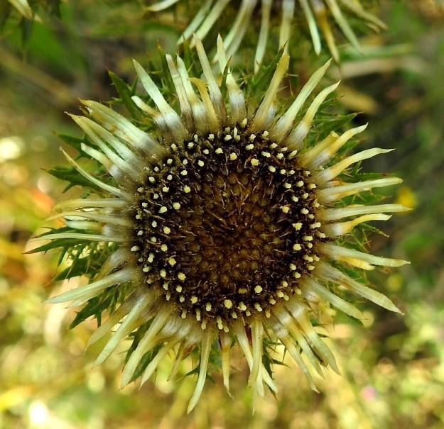 Carlina biebersteinii - idänkurhon  sisimmät, vaaleankellertävät kehtosuomut reunustavat kielimäisten laitakukkien tavoin avoimen kukintomykerön yli sataa kehräkukkaa. Teriön kärkiosa on torvimainen, viisiliuskainen ja sinipunainen tai keltainen sekä noin 2-3 mm pitkä. Kukissa on usein myös metallinhohteisia värisävyjä. Sinipunakukkaiset kasvustot ovat yleensä vankempia ja vahvapiikkisempiä kuin keltakukkaiset. Kuvassa näkyvät keltaisina teriöiden keskellä olevat emin vartalot ja niiden ympärille lieriömäisen yhdiskasvuisesti ryhmittyneet heteet. 23.7.2018. Copyright Hannu Kämäräinen.