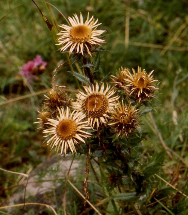 Carlina vulgaris - ketokurhon mykerön kaikki kukat ovat kaksineuvoisia, torvimaisia kehräkukkia. Kukinta etenee laidoilta keskustaa kohti. A, Saltvik, Hjortö, Eden, tilan päärakennuksen koillispuolinen, kallioinen ja karjan laiduntama rinneketoalue, 3.8.1996. Skannattu diasta. Copyright Hannu Kämäräinen.