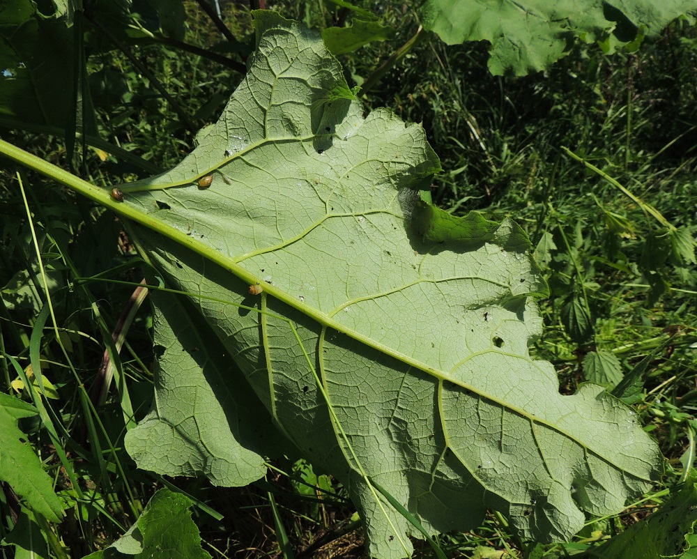 Arctium lappa - isotakiaisen lehtien alapinta on peittävästi harmaan tai harmaanvihreän huopakarvainen. EH, Hämeenlinna, Kankaantausta, Rapamäen länsipuoli, kohti harjua nousevan Päivämäentien viereinen niitty, 21.7.2014. Copyright Hannu Kämäräinen.