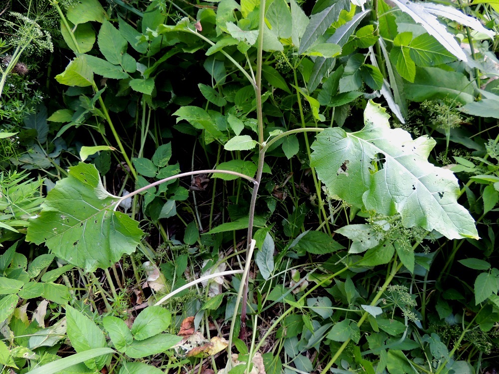 Arctium minus - pikkutakiaisella ruusuke- ja aluslehtien lisäksi myös varsilehdet alhaalta noin puoleen väliin saakka ovat yleensä pitkäruotiset. Ruodit ovat ontot, kun ne seittitakiaisella, A. tomentosum ja isotakiaisella, A. lappa ovat täyteiset. EH, Iitti, Radansuu, Urajärven länsirannalla oleva Radansuun kartano, rantasaunan viereinen ruohikko, 1.8.2015. Copyright Hannu Kämäräinen.