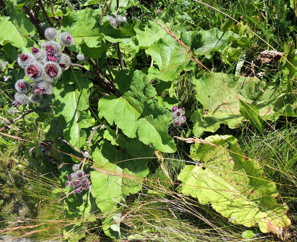 Arctium tomentosum - seittitakiaisen ruusukelehdet ja varren aluslehdet ovat kookkaat ja pitkäruotiset. Lehtiruoti on tavallisesti noin 20-40 cm pitkä. Lapa on yleensä leveänpuikea, syvään herttatyvinen ja kärkeä kohti suippeneva tai toisinaan kärjestään pyöristynyt. Lehtilaita on jossain määrin poimuinen ja matalasti aaltoreunainen. Pituutta ruusuke- ja aluslehtien lavalla on yleensä noin 30-50 cm ja leveyttä leveimmältä kohtaa noin 25-45 cm. EH, Hämeenlinna, Kankaantausta, Rapamäen länsipuoli, kohti harjua nousevan Päivämäentien laitaniitty, 21.7.2014. Copyright Hannu Kämäräinen.