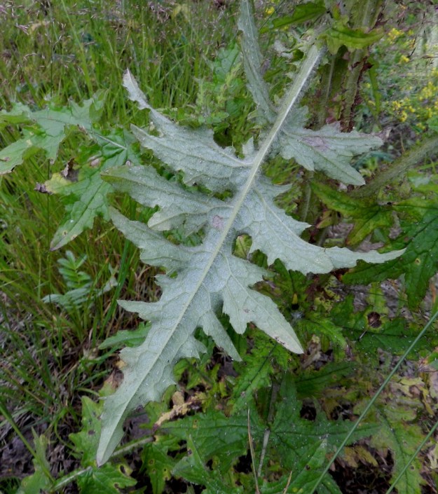 Carduus crispus - kyläkarhiaisen alemmat varsilehdet ovat ruusuke- ja aluslehtien tavoin liuskaiset ja ruodilliset. Lehtien alapinta on tiheästi harmaan vanukekarvainen. EH, Hämeenlinna, Hattelmala, Moreeni, Painokangas, Orsitien laita, 17.7.2012. Copyright Hannu Kämäräinen.