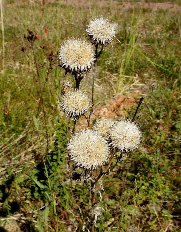 Carlina biebersteinii - idänkurhon varsi mykeröineen jää törröttämään seuraavaan kesään saakka. Pähkylät purkautuvat mykeröistä myöhään syksyllä tai usein vasta keväällä. Ne varisevat yleensä kuolleen emokasvin lähistölle, johon myös uudet lehtiruusukkeet keskittyvät. Kuivuneissa mykeröissä säilyvät vaaleina mykeröpohjukseen kiinnittyneet, pitkittäisesti äimäliuskaiset ja noin 7-10 mm pitkät kukkien tukisuomut. 28.6.2018. Copyright Hannu Kämäräinen.
