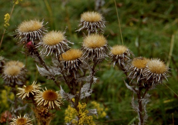 Carlina vulgaris - ketokurhon vahvarakenteinen kehto pitää edellisvuotiset mykeröt ryhdissään vielä seuraavan vuoden elokuun alussa. Mykeröpohjuksen äimäliuskaiset tukisuomut ovat keltaisena ja tiheänä pehkona edelleen paikoillaan. Näkymä on niin kukkamainen, että ehkä oikeassa laidassa näkyvä hämähäkkikin on erehtynyt odottelemaan sopivankokoisia pölyttäjiä saaliikseen. Heikon leviämiskyvyn omaavat, noin 3 mm pitkät pähkylät purkautuvat tuulen puistelemista mykeröistä myöhään syksyllä tai usein vasta keväällä. Ne varisevat yleensä kuolleen emokasvin lähistölle, johon myös uudet lehtiruusukkeet keskittyvät. A, Saltvik, Hjortö, Eden, tilan päärakennuksen koillispuolinen, kallioinen ja karjan laiduntama rinneketoalue, 3.8.1996. Skannattu diasta. Copyright Hannu Kämäräinen.