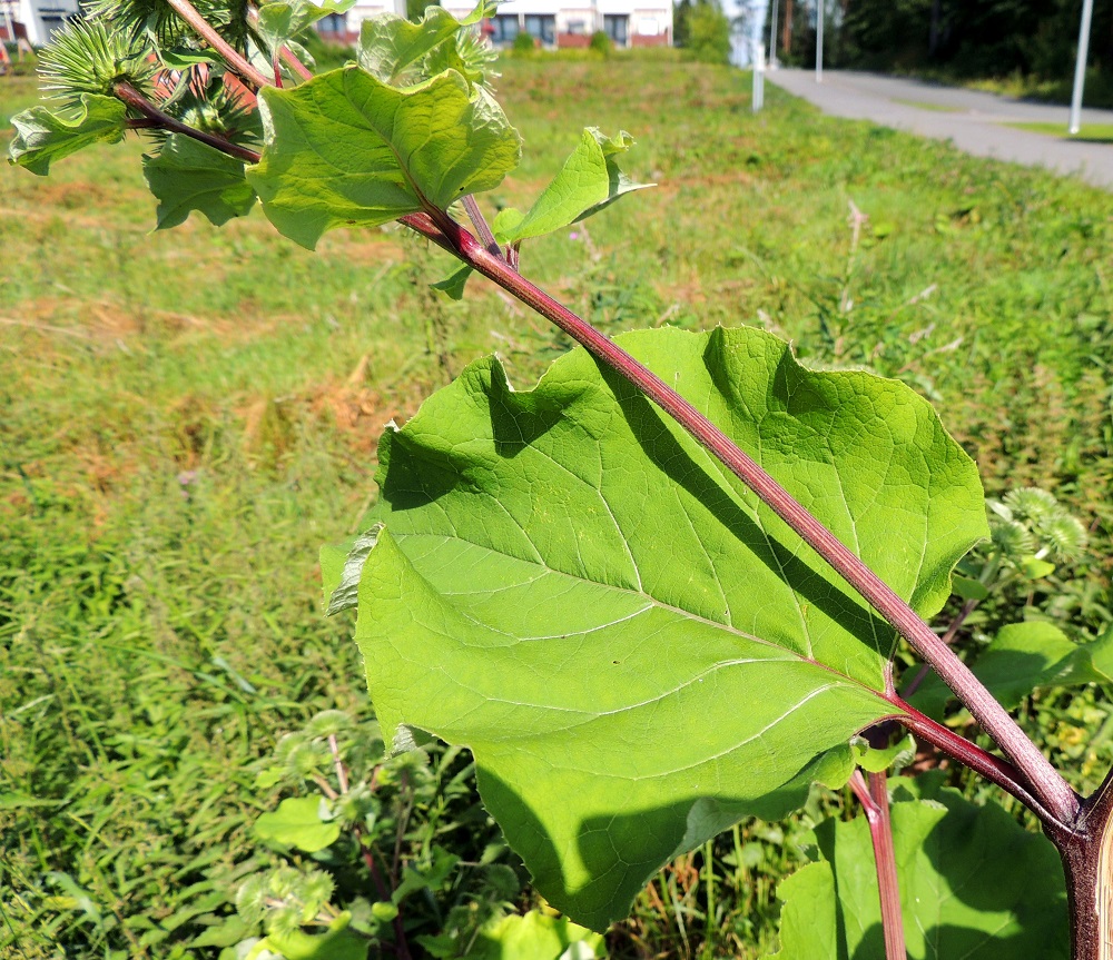Arctium lappa - isotakiaisen varsilehdet ovat korvakkeettomat ja aluslehtien kaltaiset mutta lyhytruotiset ja matalammin herttatyviset tai lähes suoratyviset. Lehtiruoti on täyteinen, alapuoleltaan puolipyöreä, päältä kouruinen ja vihreä tai kuvan tavoin punaruskea. EH, Hämeenlinna, Kankaantausta, Rapamäen länsipuoli, kohti harjua nousevan Päivämäentien viereinen niitty, 21.7.2014. Copyright Hannu Kämäräinen.
