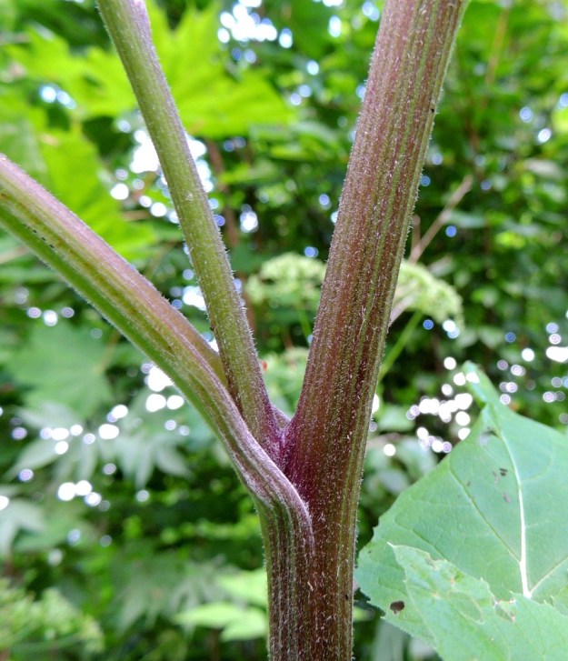 Arctium minus - pikkutakiaisen varsi haaroineen on liereä ja uurteinen sekä yleensä punaruskea tai vihreänruskehtava. Se on lyhytkarvainen, vaihtelevasti vanukekarvainen ja pieninystyinen. EH, Iitti, Radansuu, Urajärven länsirannalla oleva Radansuun kartano, rantasaunan viereinen ruohikko, 1.8.2015. Copyright Hannu Kämäräinen.