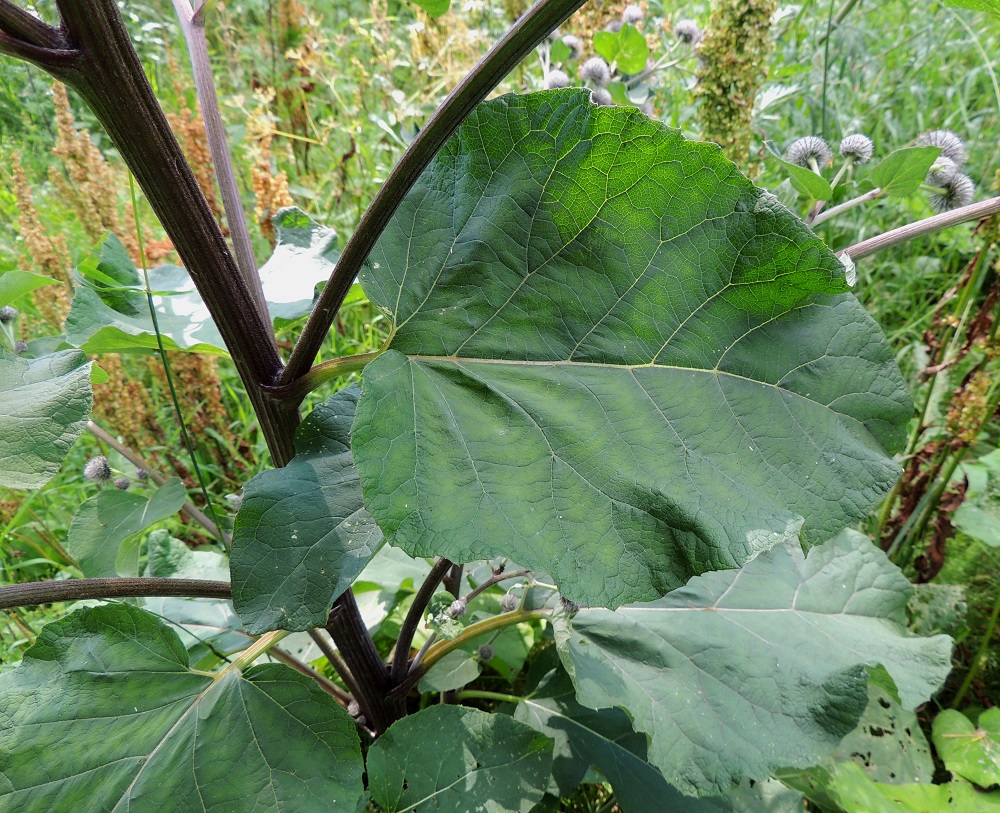 Arctium tomentosum - seittitakiaisen varsi on haaroineen liereä ja uurteinen sekä yleensä punaruskea tai vihreänruskehtava ja kauttaaltaan lyhytkarvainen. Varsilehdet ovat kierteisesti. Ne ovat korvakkeettomat ja aluslehtien kaltaiset mutta lyhytruotiset ja matalammin herttatyviset. Kaikkien lehtien laita on epäsäännöllisesti pieni- ja terävähampainen. Lehtiruoti on täyteinen, alapuoleltaan puolipyöreä ja päältä jossain määrin kouruinen. EH, Hämeenlinna, Kankaantausta, Rapamäen länsipuoli, kohti harjua nousevan Päivämäentien laitaniitty, 21.7.2014. Copyright Hannu Kämäräinen.