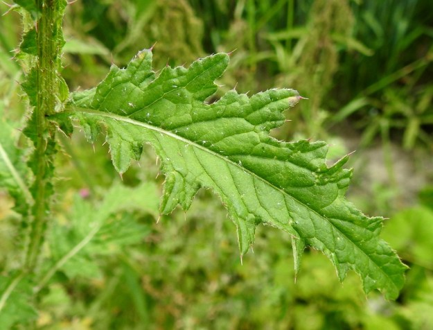 Carduus crispus - kyläkarhiaisen ylemmät varsilehdet ovat soikeahkot tai suikeat, pariliuskaiset tai -hampaiset ja lyhytruotiset tai ylempänä ruodittomat. Siipipalteinen ruoti tai lehden tyvi yhtyvät varren särmän siipipalteeseen. Lehtien ja siipipalteiden laitapiikit ovat enintään 2,5 mm pitkiä. Lehdet ovat päältä harvakarvaiset. EH, Hämeenlinna, Loimalahti, Sampo, peltotien varsi, 22.7.2019. Copyright Hannu Kämäräinen.