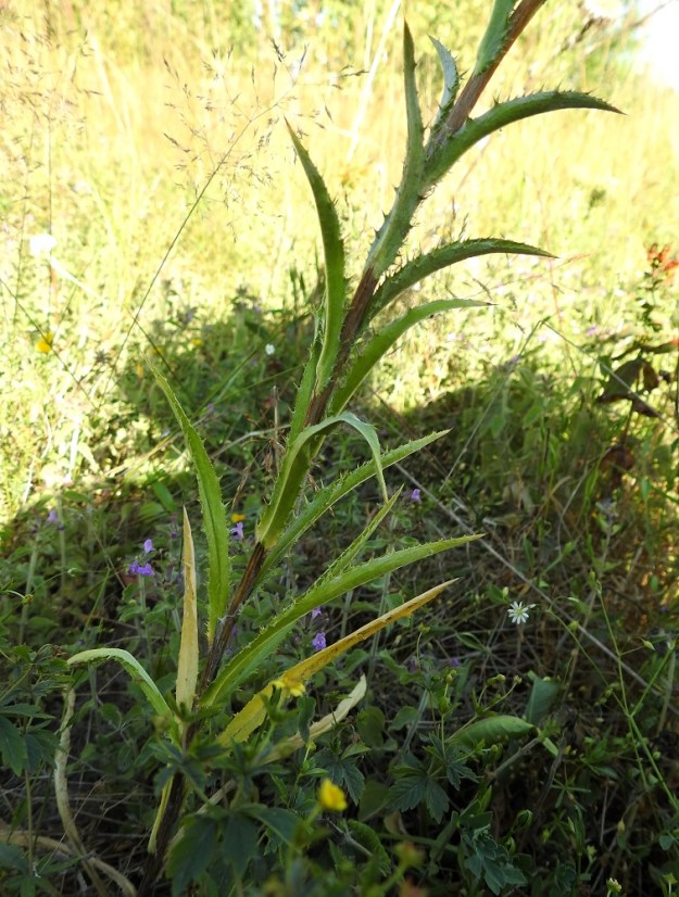 Carlina biebersteinii - idänkurhon varsilehdet ovat kierteisesti. Ne ovat suikeat tai kapeansuikeat ja ruodittomat tai hieman sepivät. Alimmat niistä ovat ruusuke- ja tyvilehtien kokoiset ja pienenevät vain asteittain latvaa kohti. Alimmat ovat enimmillään tavallisesti noin 12 cm pitkät ja ylimmät noin 2 cm pitkät. Leveys vaihtelee yleensä välillä 0,5-1 cm. Ketokurholla, C. vulgaris, alemmat varsilehdet ovat jo lähtökohtaisesti ruusuke- ja aluslehtiä lyhyemmät. 23.7.2018. Copyright Hannu Kämäräinen.