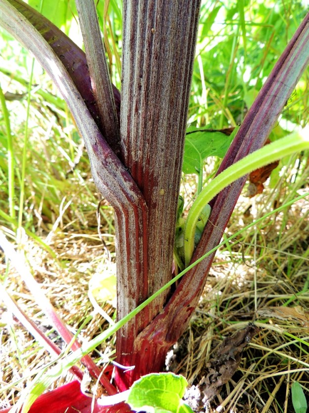 Arctium lappa - isotakiaisen varsi on liereä ja uurteinen sekä yleensä punaruskea tai vihreänruskehtava. Varren alaosassa on usein, kuten kuvassa, seittimäistä tai vanukemaista karvoitusta. Kuvassa näkyvät myös alempien lehtiruotien kouruiset tyviosat. EH, Hämeenlinna, Kankaantausta, Rapamäen länsipuoli, kohti harjua nousevan Päivämäentien viereinen niitty, 21.7.2014. Copyright Hannu Kämäräinen.takiaisen varsi on liereä ja uurteinen sekä yleensä punaruskea tai vihreänruskehtava. Varren alaosassa on usein, kuten kuvassa, seittimäistä tai vanukemaista karvoitusta. Kuvassa näkyvät myös alempien lehtiruotien kouruiset tyviosat. EH, Hämeenlinna, Kankaantausta, Rapamäen länsipuoli, kohti harjua nousevan Päivämäentien viereinen niitty, YKJ 21.7.2014. Copyright Hannu Kämäräinen.