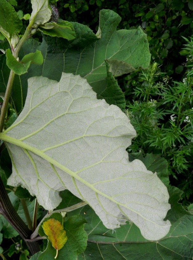 Arctium tomentosum - seittitakiaisen lehtien alapinta on peittävästi harmaan huopakarvainen. EH, Hämeenlinna, Vuorentaka, Lakee, Hirsimäenkadun varsi Myllyojan itäpuolella, 24.6.2012. Copyright Hannu Kämäräinen.