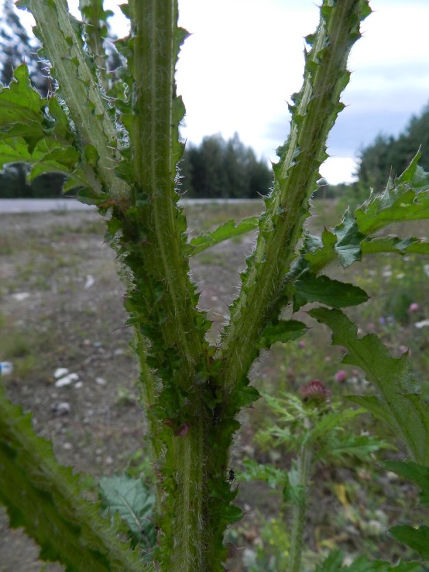 Carduus crispus - kyläkarhiaisen varsi haaroineen on harmaanvihreä, vanuke- ja hapsikarvainen sekä särmikäs ja särmistään siipipalteinen. Siipipalteet ovat epäsäännöllisen liuskaiset ja hampaiset sekä piikkiset. EH, Hämeenlinna, Hattelmala, Moreeni, Painokangas, Orsitien laita, 17.7.2012. Copyright Hannu Kämäräinen.