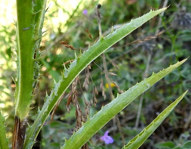 Carlina biebersteinii - idänkurhon lehdet ovat ohuehkot, seittikarvaiset ja laidoiltaan vaihtelevasti hampaiset ja piikkiset. Sivusuonet ovat laidan suuntaisesti kaartuvia eivätkä johda näkyvästi laitahampaisiin, kuten ketokurholla, C. vulgaris. Laitahampaat ovat useimmiten yksipiikkisiä toisin kuin ketokurholla. Laitapiikit ovat tavallisesti enimmillään noin 3 mm pitkät. 23.7.2018. Copyright Hannu Kämäräinen.