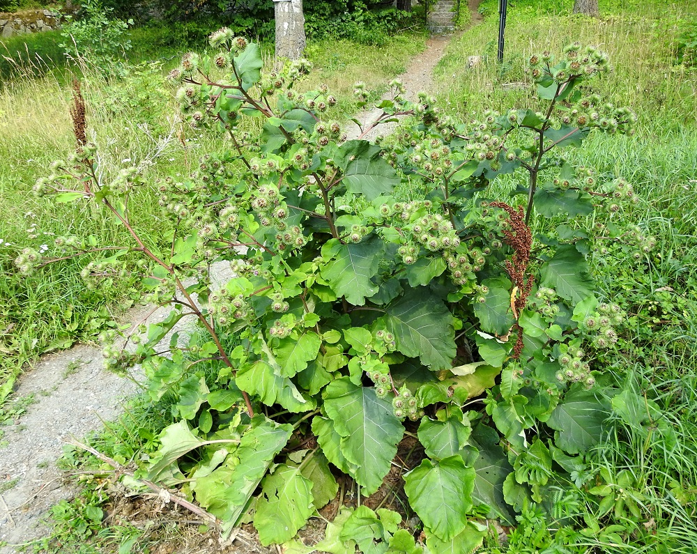 Arctium lappa - isotakiainen on Suomessa muinaistulokas, joka on ehkä alunperin tuotu maahan sen kautta Euroopan tunnettujen lääkinnällisten vaikutusten vuoksi. Merkittävin rohdoskäyttö on ollut sen vankalla juurella. Edelleenkin juurensijat löytyvät erityisesti vanhan asutuksen piiristä. Kuvassa näkyvä tiheä kasvusto on kymmenvartinen. EH, Hämeenlinna, Aulanko, Aulangontien ja Aulangon hotellin kohdalta puistometsään lähtevän polun kulmauksen niittylaikku, luonnonsuojelualue, 26.7.2018. Copyright Hannu Kämäräinen.