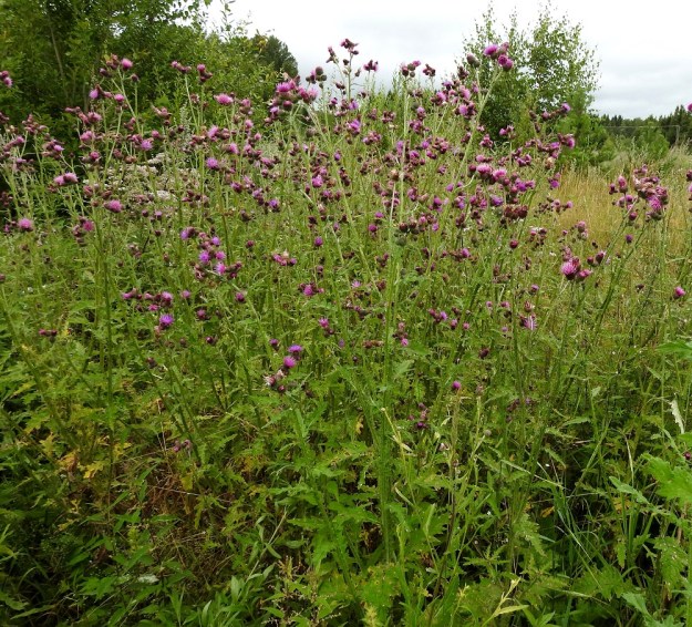 Carduus crispus - kyläkarhiainen muodostaa suotuisilla paikoilla usein monivartisia ja tiheitä kasvustoja. EH, Hämeenlinna, Loimalahti, Sampo, peltotien varsi, 3.8.2020. Copyright Hannu Kämäräinen.