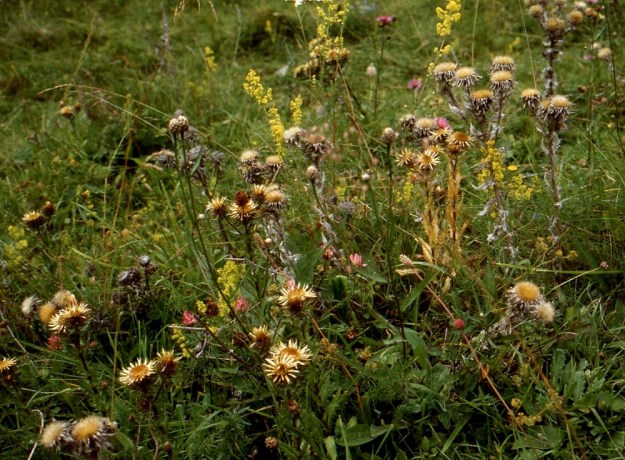 Carlina vulgaris - ketokurho kasvaa Ahvenanmaalla harvinaisena. Sillä on siellä reilut 30 kasvupaikkaa. Luontaisimmillaan se viihtyy laidunnuksen avoimina pitämillä niityillä ja kedoilla. Näiden kasvupaikkojen vähentyessä uutta elintilaa on löytynyt erityisesti tienlaiteilta. Kuvassa seuralaisina mm. keltamatara, Galium verum ja ahdekaunokki, Centaurea jacea. A, Saltvik, Hjortö, Eden, tilan päärakennuksen koillispuolinen, kallioinen ja karjan laiduntama rinneketoalue, 3.8.1996. Skannattu diasta. Copyright Hannu Kämäräinen.
