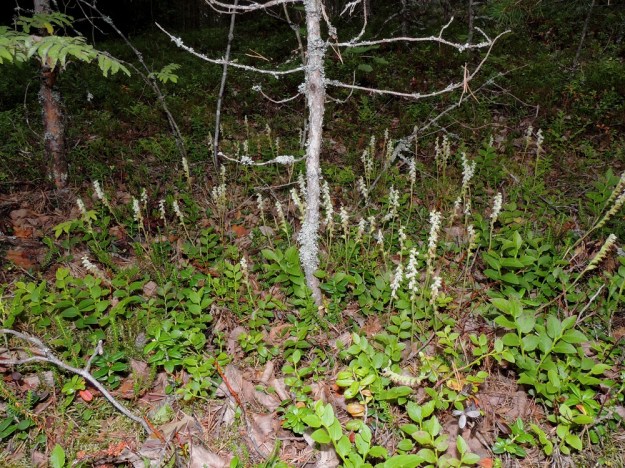 Goodyera repens - (havu)yövilkka viihtyy vain vanhahkoissa, yli 50 vuotta vanhoissa metsissä, joiden sammal- ja karikekerros on ehtinyt riittävän paksuksi sen juuristolle, joka hitaasti levittäytyy siinä kasvustoja muodostaen. EH, Loppi, Räyskälä, Pernunnummi, Iso-Melkutin-järven pohjoispuolen pitkän lahden länsirannan kangasmetsä, 12.8.2017. Copyright Hannu Kämäräinen.