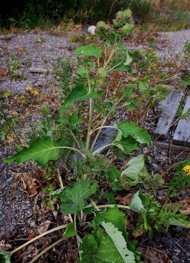 Arctium minus - pikkutakiainen on pysty, tukeva ja monihaarainen sekä tavallisesti noin 50-100 cm korkea. Se on muiden takiaisten tavoin kaksivuotinen. Kuvassa näkyy varren vasemmalla puolella uusi, pitkäruotinen lehtiruusuke. EH, Lahti, ratapihan pohjoispuolen taustakenttä Mannerheiminkadun ja Helsingintien kulmauksessa, 22.7.2010. Copyright Hannu Kämäräinen.