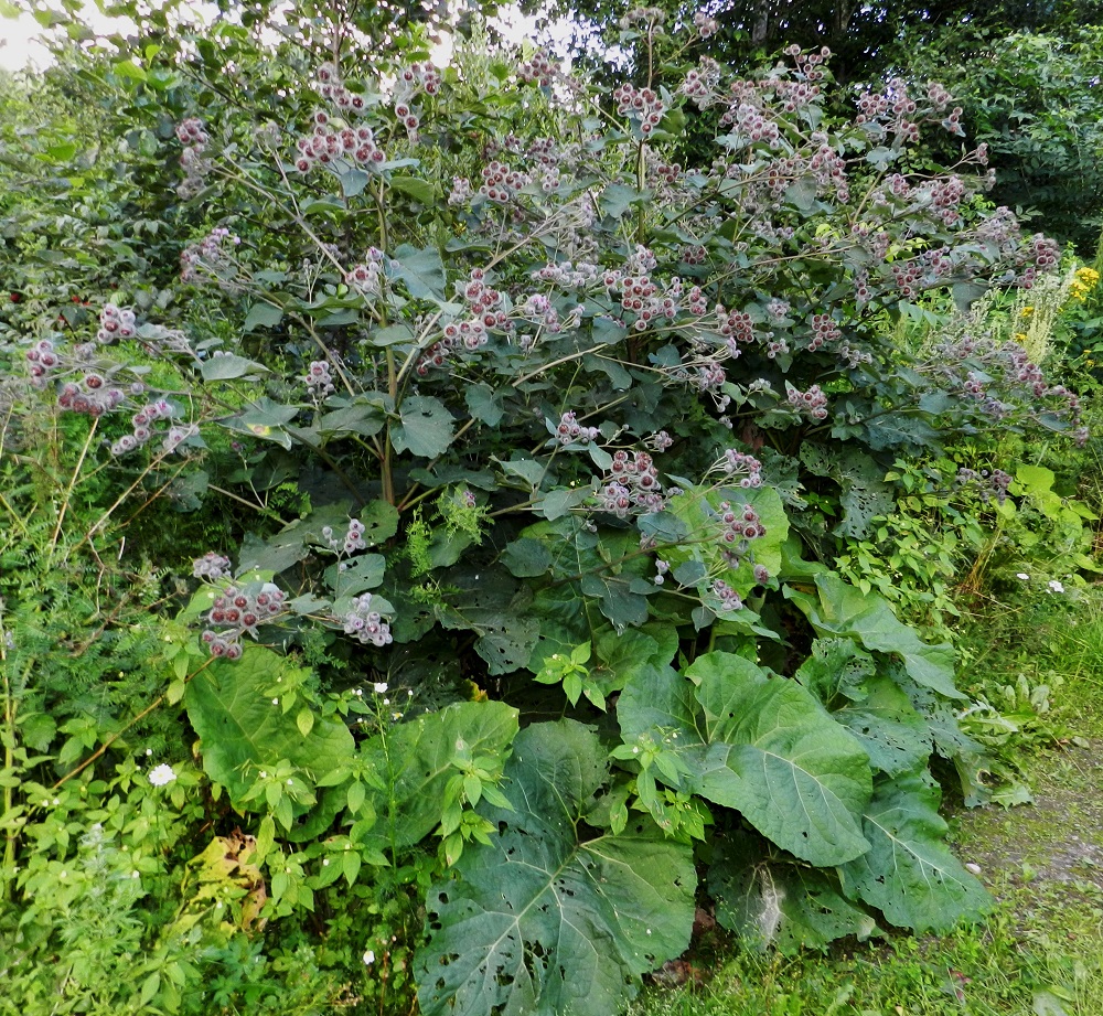 Arctium tomentosum - seittitakiainen säilyy kaksivuotisuudestaan huolimatta usein vuosikymmeniä samoilla kasvupaikoilla, ellei sitä toistuvasti niittämällä hävitetä. Sen kasvustot ovat usein monivartisia, tiheitä ja laajojakin. Juurella on lähes aina, kuten kuvassakin, hyvin isolehtisiä, ensimmäisen vuoden siementaimista versoneita ruusukkeita. EH, Hämeenlinna, Vanaja, Vanajan hautausmaa- alueen laita, 1.8.2012. Copyright Hannu Kämäräinen.