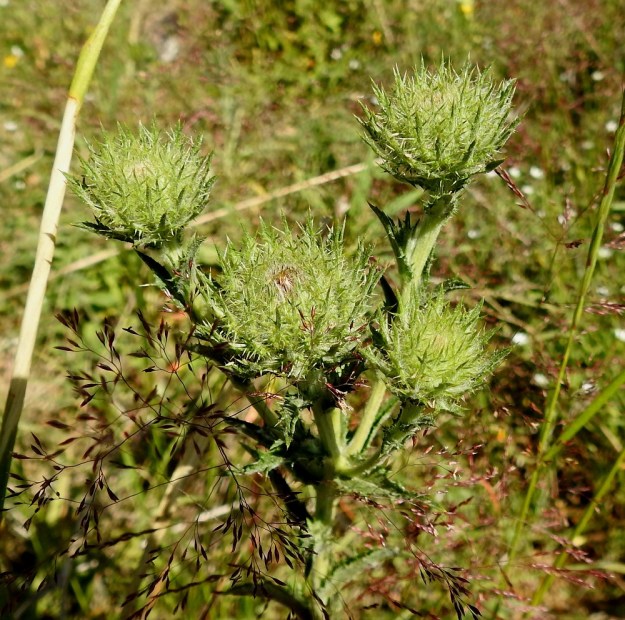 Carlina biebersteinii - idänkurhon kukinnot muodostuvat monikukkaisista mykeröistä, jotka näyttävät nuppuvaiheessaan monirivisten ja piikkisten kehtosuomujen tuppaalta. 28.6.2018. Copyright Hannu Kämäräinen.