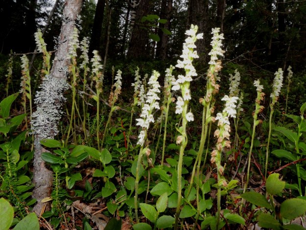 Goodyera repens - (havu)yövilkan kukkavarret ovat yleensä yksittäin tai muutaman varren harvana ryhmänä ja voivat varvikossa ohittaa kulkijan huomion. Silloin kun varsia on tiheässä, pienet ja hennot kukkijat tuskin jäävät huomaamatta. Kuvan kaltaisten kasvustojen syntyminen edellyttää pitkää, vuosikymmenten kasvurauhaa, jota ei tehometsätalouden piiristä löydy. EH, Loppi, Räyskälä, Pernunnummi, Iso-Melkutin-järven pohjoispuolen pitkän lahden länsirannan kangasmetsä, 12.8.2017. Copyright Hannu Kämäräinen.