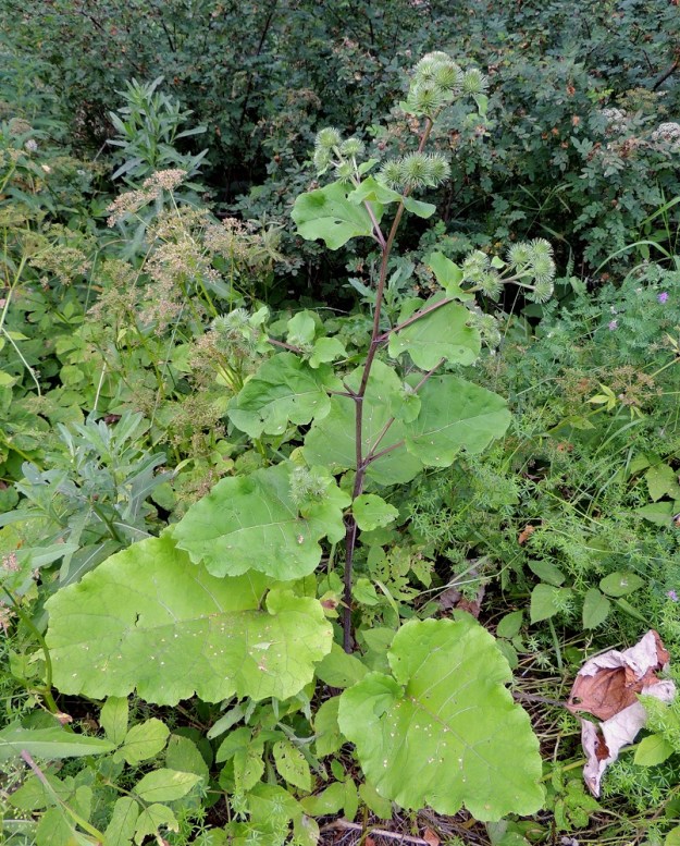 Arctium lappa - isotakiaisen aluslehdet ovat hyvin kookkaat ja pitkäruotiset. Varsilehdet ovat kierteisesti ja pienenevät latvaa kohti. EH, Hämeenlinna, Loimalahti, Hirsimäki, omakotialue, Näsiäntien ja leikkipuiston sivuitse vievän kävelytien kulmaus, tienlaitaniitty, 24.7.2014. Copyright Hannu Kämäräinen.