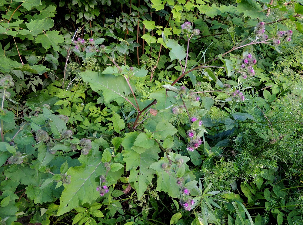 Arctium minus - pikkutakiainen voi ravinteisessa maaperässä kasvaa toisinaan yli metrinkin mittaiseksi ja muistuttaa muutenkin ulkonäöltään aika paljon lähilajiaan lehtotakiaista, A. nemorosum. Varmin erottava tuntomerkki löytyy kuitenkin mykerökehdoista, jotka lehtotakiaisella ovat noin 3-3,5 cm leveät, kun ne pikkutakaisella jäävät noin 1,5-2,5 cm:iin. EH, Iitti, Radansuu, Urajärven länsirannalla oleva Radansuun kartano, rantasaunan viereinen ruohikko, 1.8.2015. Copyright Hannu Kämäräinen.