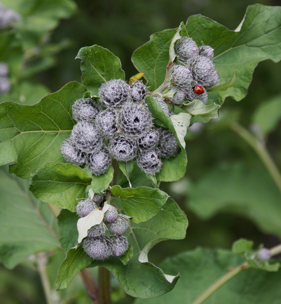 Arctium tomentosum - seittitakiaisen mykeröt ovat aluksi haaroissa tiiviinä, harmaan seittikarvan peittäminä ryhminä, kunnes haarojen kasvu erottaa mykeröhuiskilot toisistaan. EH, Hämeenlinna, Vuorentaka, Lakee, Hirsimäenkadun varsi Myllyojan itäpuolella, 28.6.2008. Copyright Hannu Kämäräinen.