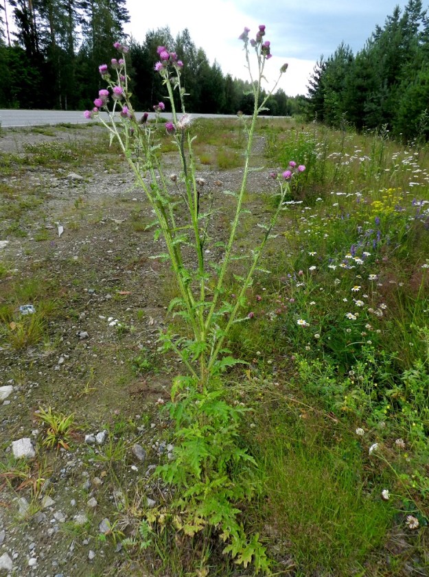Carduus crispus - kyläkarhiainen on kaksivuotinen, pysty, melko kookas ja monihaarainen sekä tavallisesti noin 50-180 cm korkea ruoho. Aluslehdet ovat varsinkin tiheämmissä kasvustoissa kukkimisaikaan jo lakastuneet, mutta voivat avoimella paikalla säilyä pitempäänkin. EH, Hämeenlinna, Hattelmala, Moreeni, Painokangas, Orsitien laita, 17.7.2012. Copyright Hannu Kämäräinen.