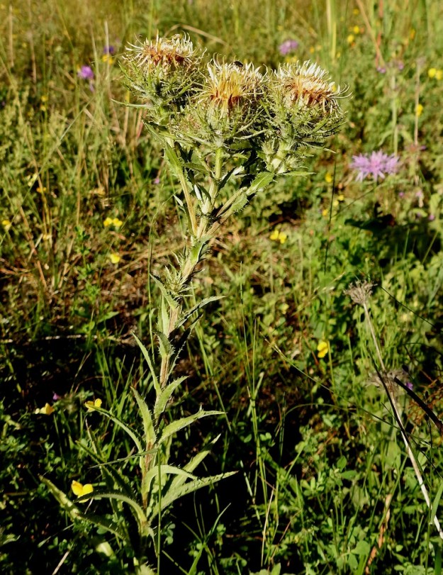 Carlina biebersteinii - idänkurho on jäykän pysty, mutta varsi on kaikin tavoin rotevampaa ketokurhoa, C. vulgaris, ohuempi, noin 2-5 mm paksu. 23.7.2018. Copyright Hannu Kämäräinen.