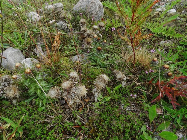 Carlina vulgaris - ketokurho on kaksivuotinen tai kerran kukkiva, lyhytikäinen monivuotinen. Se voi valmistautua kukkimiseen useamman vuoden ajan kasvaen lehtiruusukkeena. Kukintakesänsä jälkeen yksilö kuolee. Varsi mykeröineen jää törröttämään seuraavaan kesään saakka. Kuvassa seuralaisina mm. harjuajuruoho, Thymus serpyllum subsp. serpyllum, ketokallioinen, Erigeron acris subsp. acris ja ketokaunokin, Centaurea scabiosa, tyvilehtiä. V, Kemiönsaari, Hiittisten saaristo, Örö, saaren keskiosan suuren, hiekkapohjaisen kanervanummi- ja ketoalueen länsilaita, 14.7.2012. Copyright Hannu Kämäräinen.