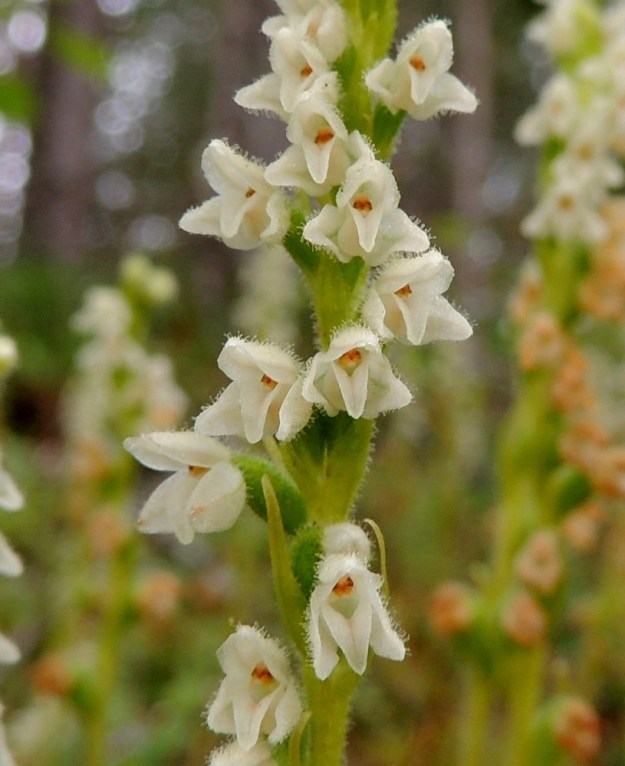 Goodyera repens - (havu)yövilkan kukinto-osa on tiheäkarvainen ja kehälehdet yleensä valkoiset, toisinaan vihertävän- tai kellanvalkoiset. Kukkien tukilehdet ovat kapeahkot ja vähitellen pitkäksi kärjeksi kapenevat. EH, Loppi, Räyskälä, Pernunnummi, Iso-Melkutin-järven pohjoispuolen pitkän lahden länsirannan kangasmetsä, 12.8.2017. Copyright Hannu Kämäräinen.