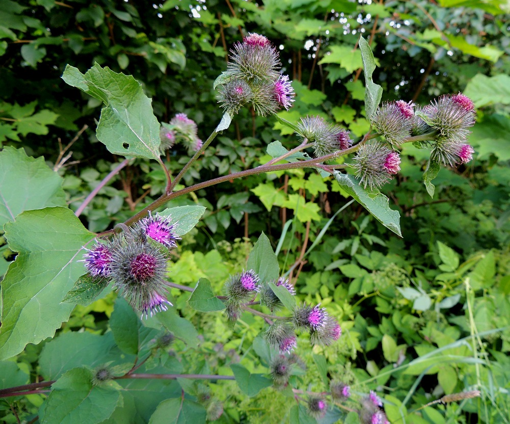 Arctium minus - pikkutakiaisen kukintomykeröt ovat varren kärjessä ja haaroissa terttumaisesti allekkain yleensä 2-10 mykerön terttuina. Kukintohaarat ja tertun alemmat yksittäiset mykerötkin ovat lehtihankaisia. Seittitakiaisella, A. tomentosum ja isotakiaisella, a lappa, mykeröstöt ovat lähes tasalakisina huiskiloina haarojen kärjessä. EH, Iitti, Radansuu, Urajärven länsirannalla oleva Radansuun kartano, rantasaunan viereinen ruohikko, 1.8.2015. Copyright Hannu Kämäräinen.