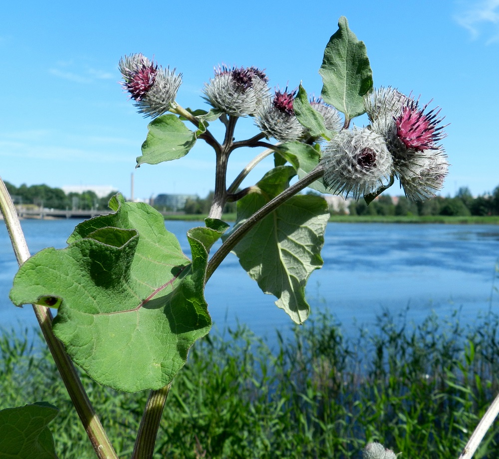 Arctium tomentosum - seittitakiaisen kukintohaarat ovat lehtihankaisia. Varsi ja haarat ovat kauttaaltaan lyhytkarvaisia. U, Helsinki, Taka-Töölö, Töölönlahden länsiranta kevyenliikenteenväylän varressa, 6.7.2012. Copyright Hannu Kämäräinen.