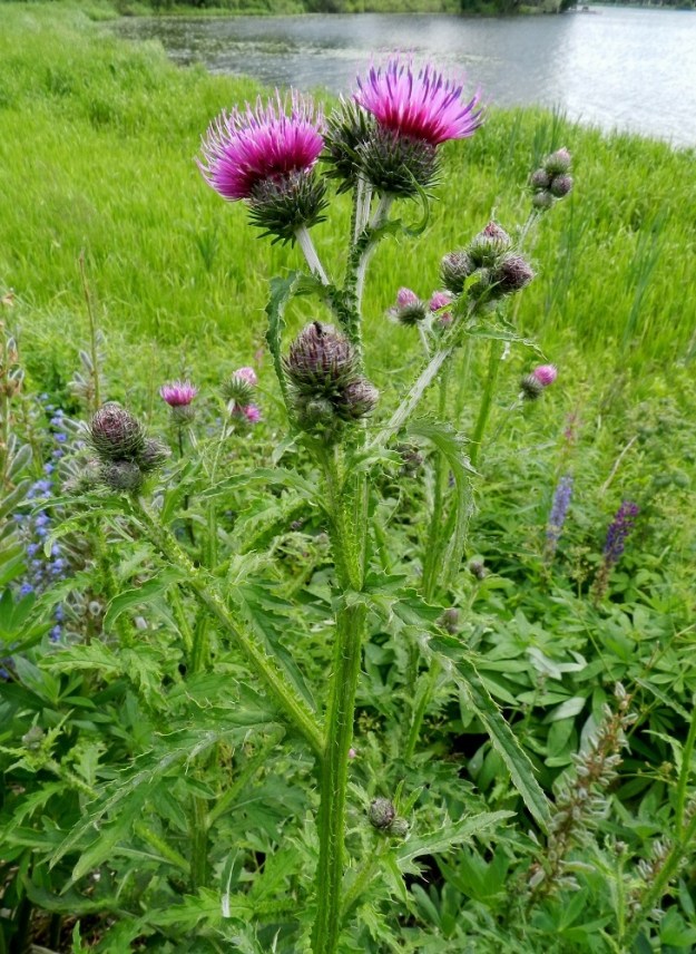 Carduus crispus - kyläkarhiaisen mykeröperän pituus vaihtelee yleensä nollasta noin kolmeen senttimetriin osin mykerön kukintavaiheestakin riippuen. Perä on peittävän vanukekarvainen ja piikitön tai siipipalteisesti piikkinen. Viimeksi mainittu ominaisuus voi vaihdella samassakin yksilössä, kuten kuva osoittaa. EH, Hämeenlinna, Sairio, Vanajaveden itäranta Varikonniemen luoteispuolella, ulkoilureitin laitapenger, 25.6.2011. Copyright Hannu Kämäräinen.
