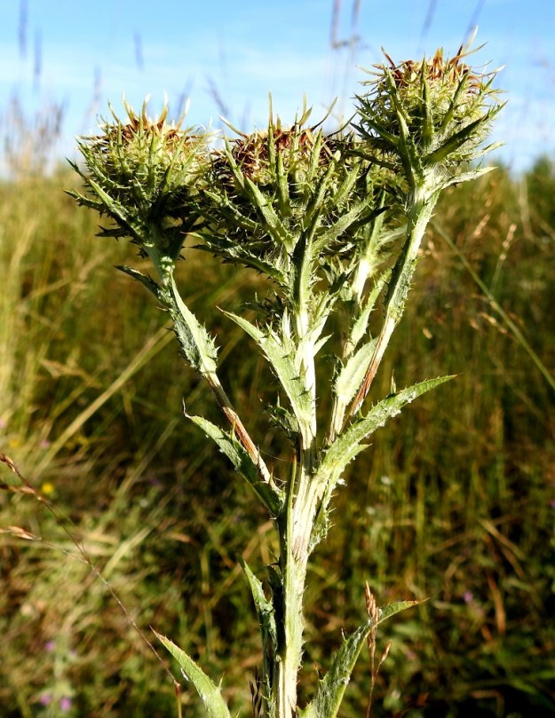 Carlina biebersteinii - idänkurhon mykeröt ovat varren latvassa, haaransa tai peränsä kärjessä yksittäin. Ne ovat yleensä yhdestä viiteen mykerön huiskilona. Harvoin mykeröitä voi olla enemmänkin, jopa yli kymmenen. 23.7.2018. Copyright Hannu Kämäräinen.